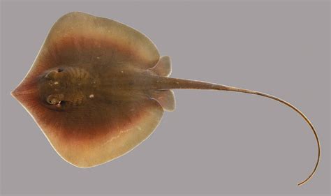 brown ray fish|Brown Ray – Discover Fishes .